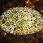 Chiton 05